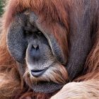 Orang Utan