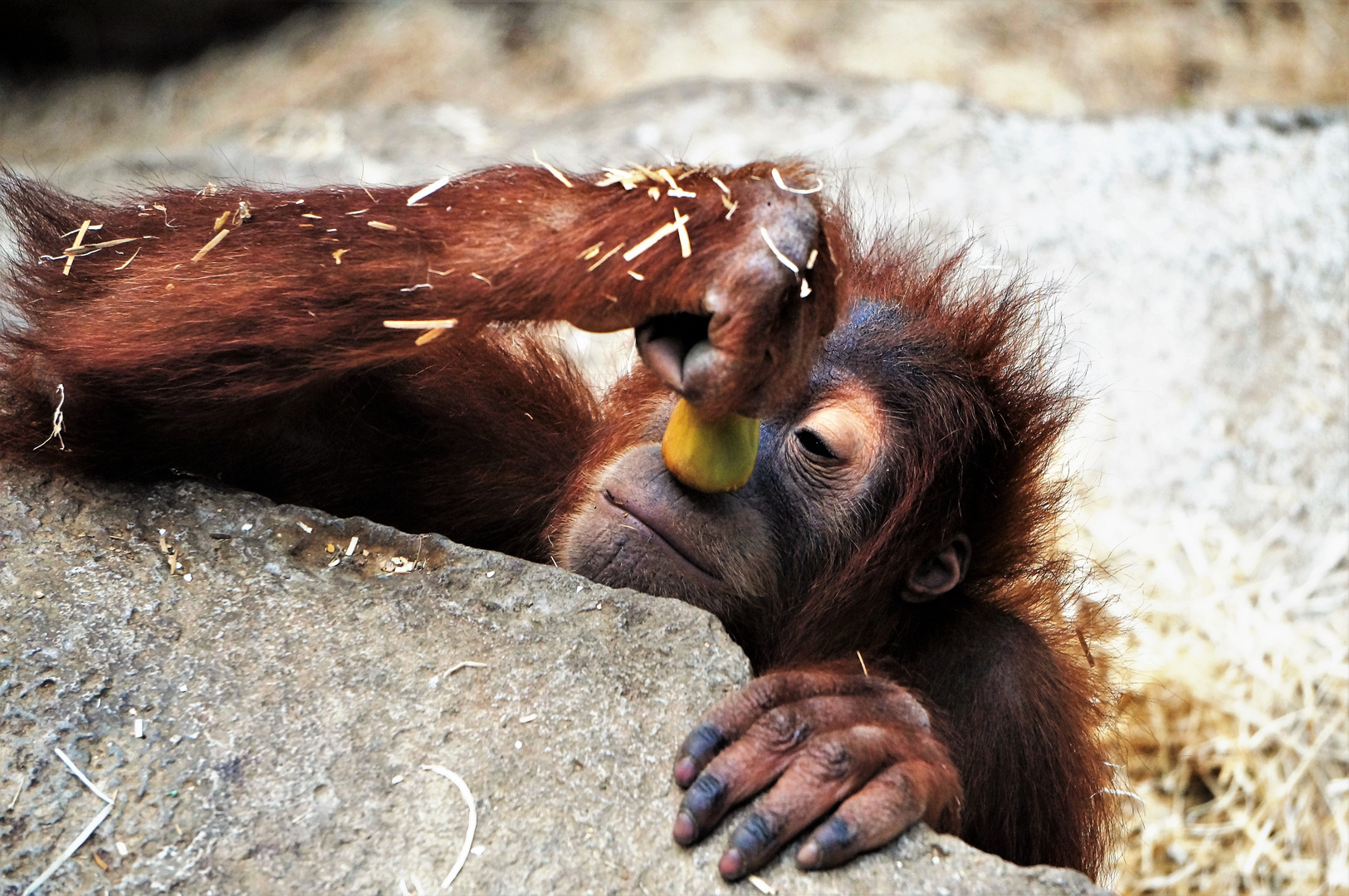 Orang Utan