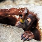 Orang Utan