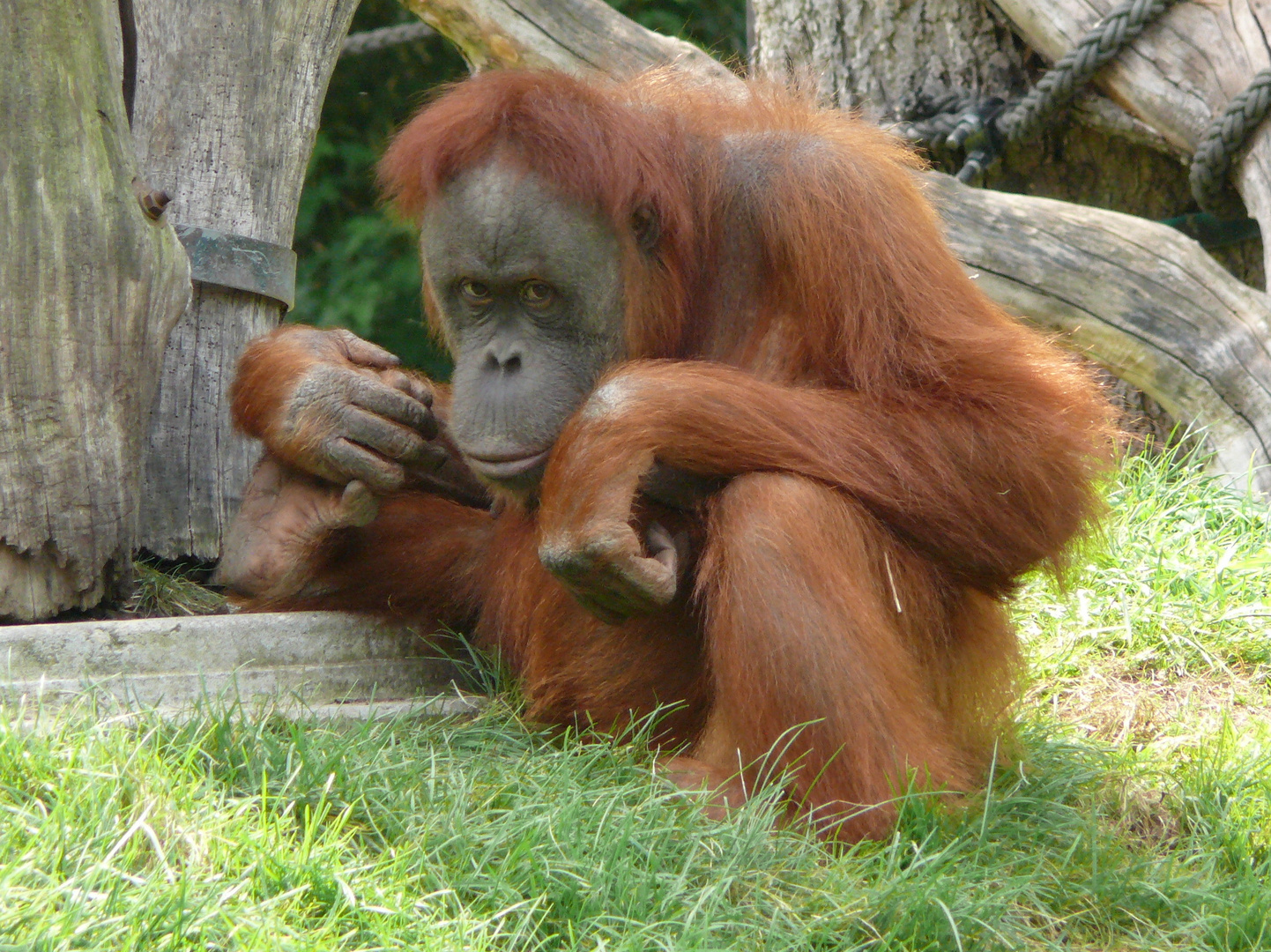 Orang Utan