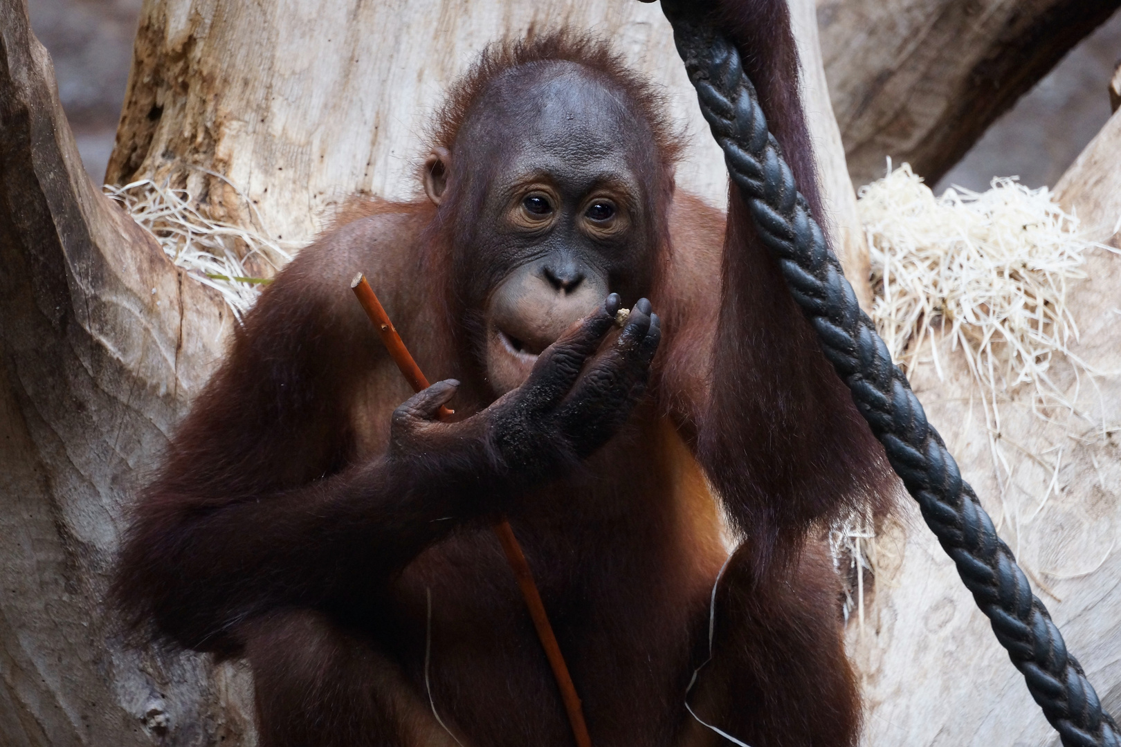 Orang Utan . Foto & Bild | natur, zoo, tiere Bilder auf fotocommunity