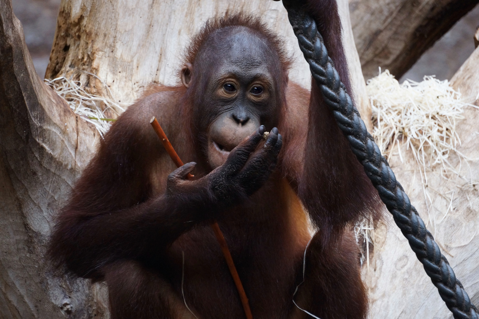 Orang Utan .