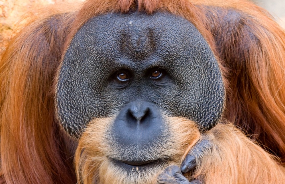 Orang-Utan