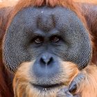 Orang-Utan