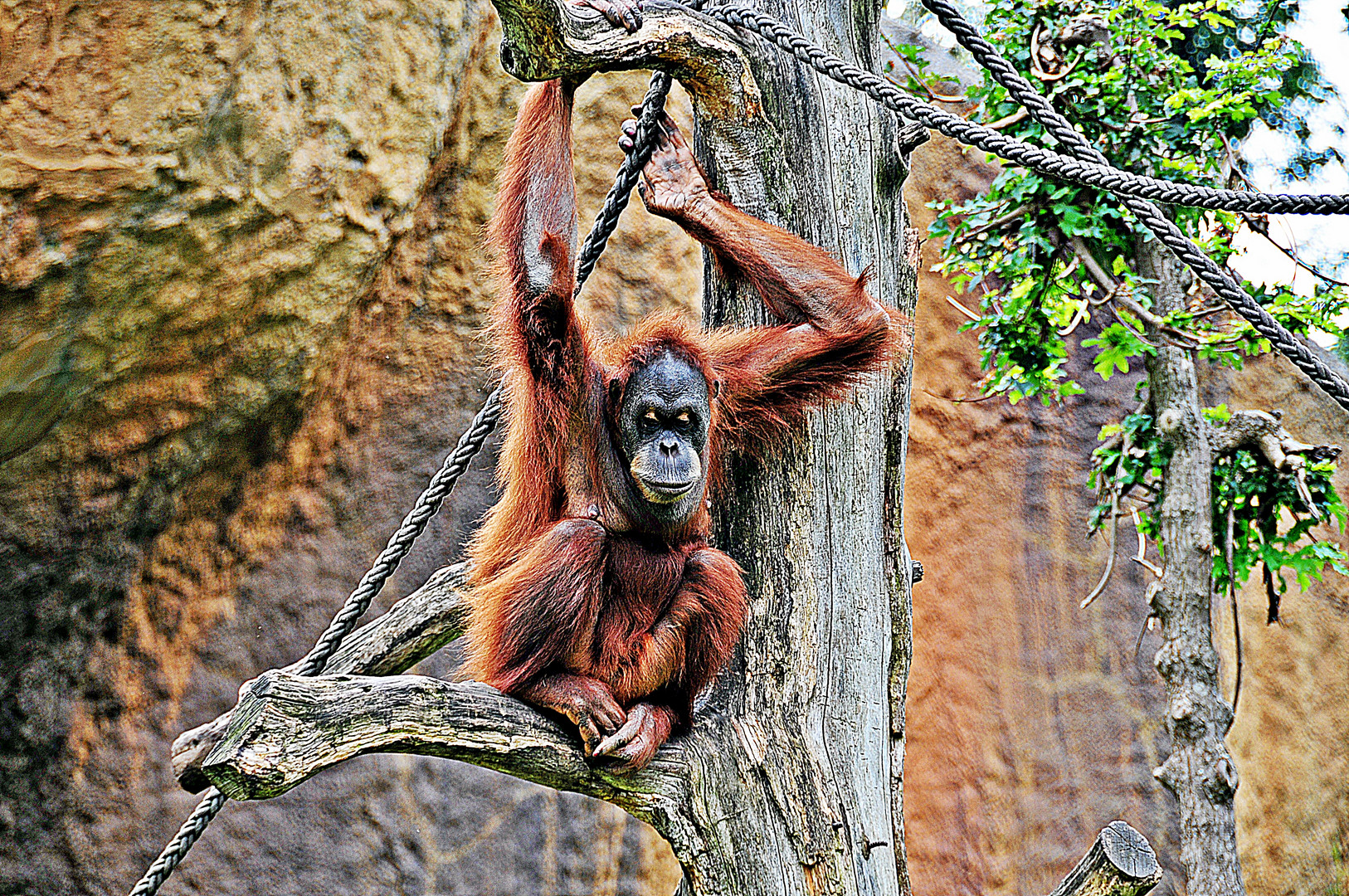  Orang  Utan  Foto  Bild tiere zoo wildpark falknerei 