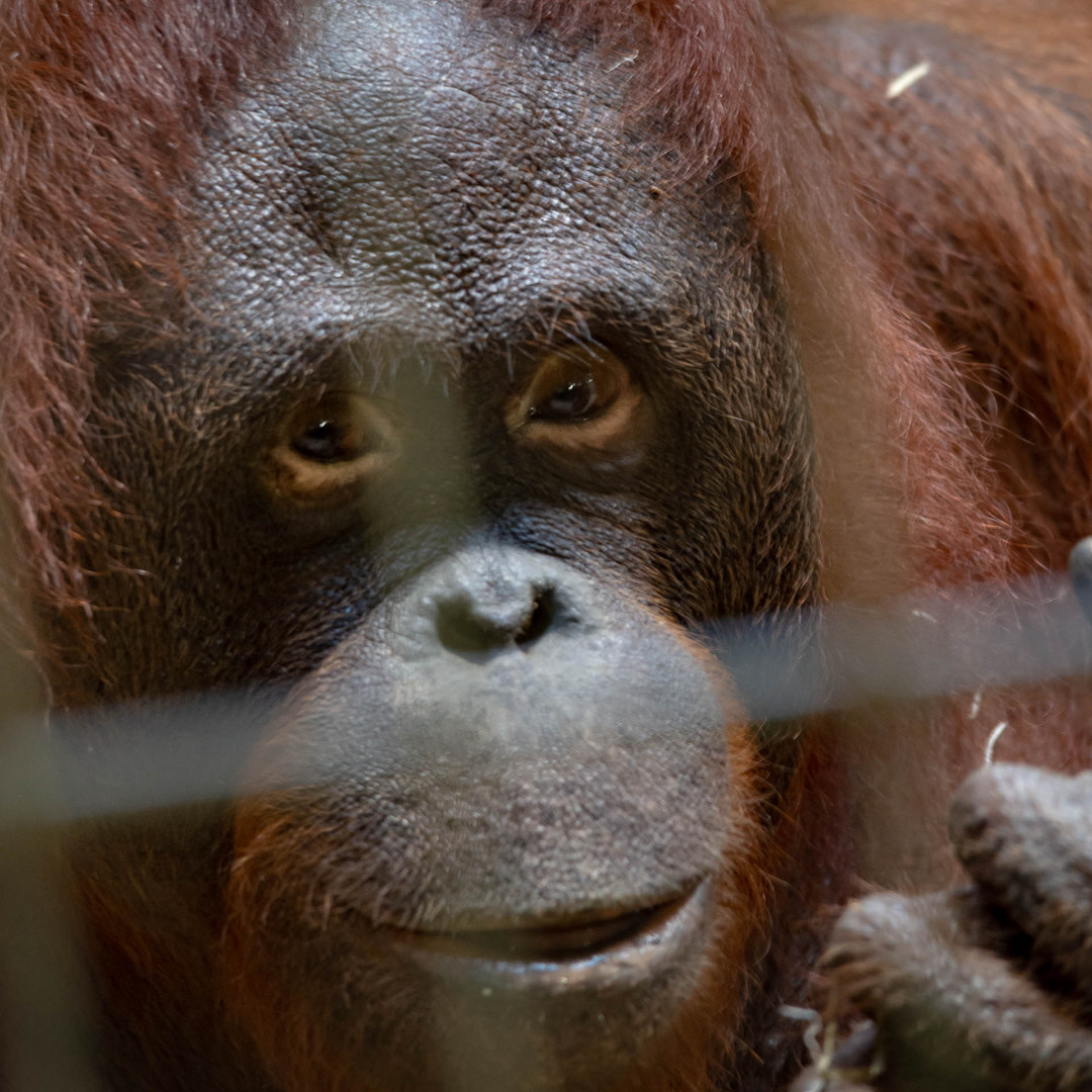  Orang Utan