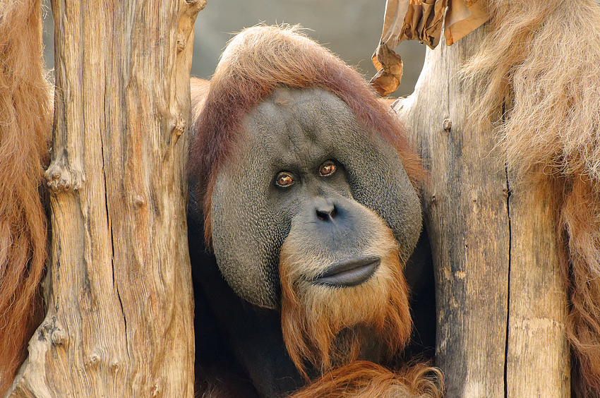 Orang Utan