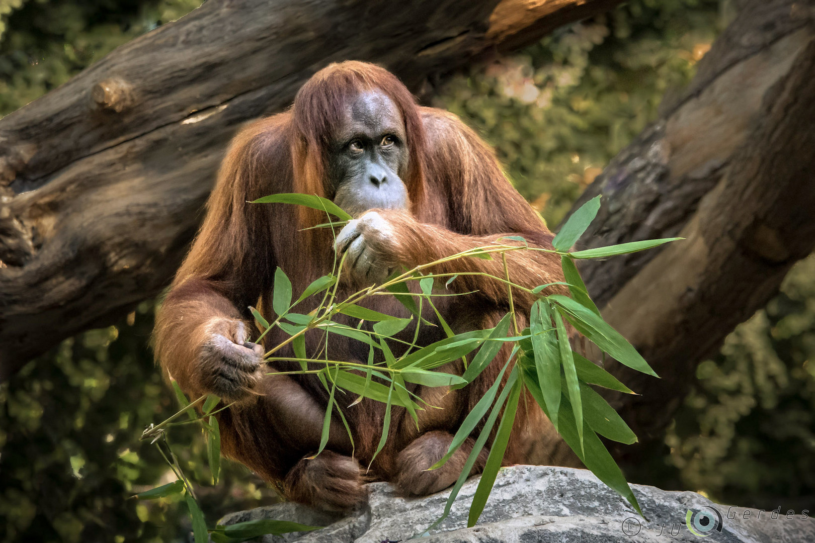 Orang Utan