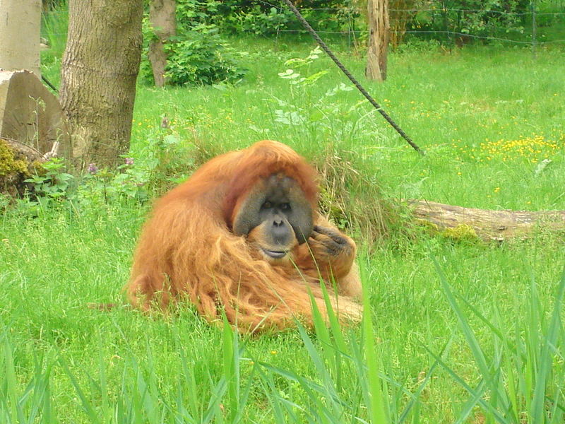 Orang Utan