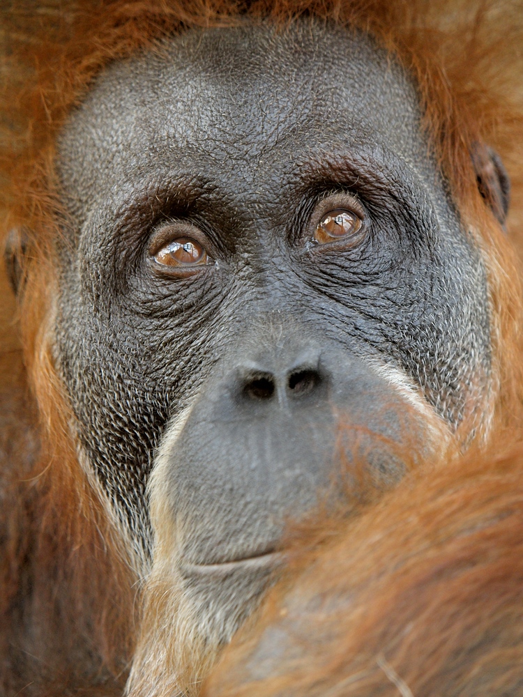 Orang Utan