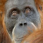 Orang Utan