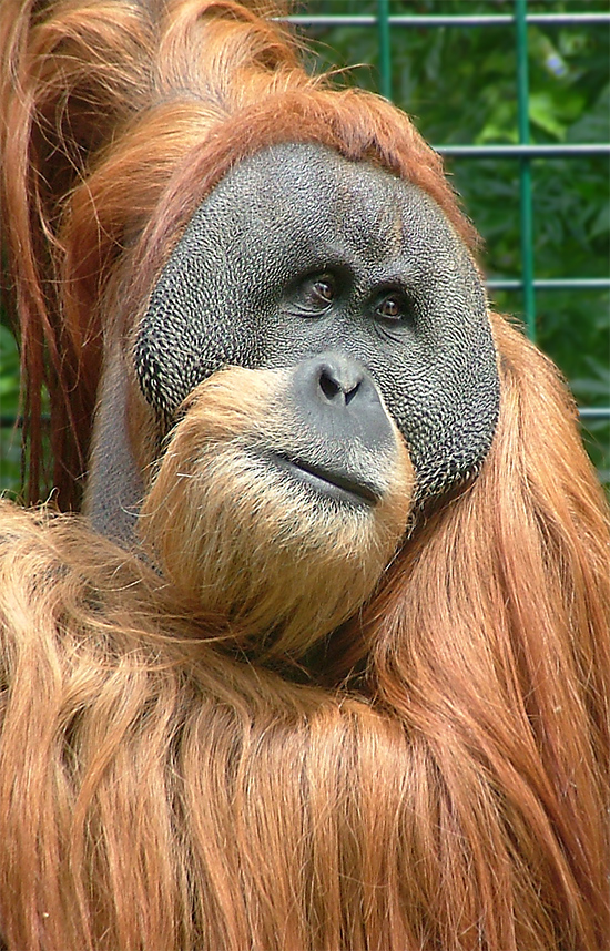 Orang Utan