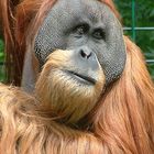 Orang Utan