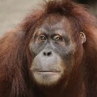 Orang-Utan