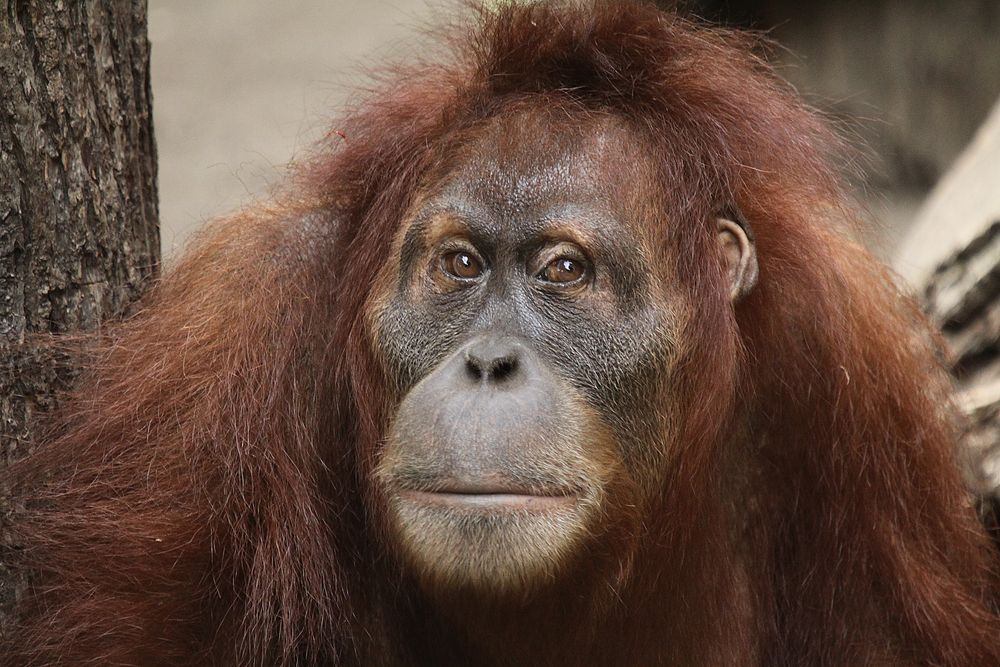 Orang-Utan