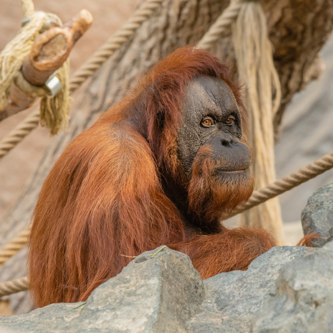 Orang Utan