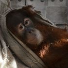 Orang Utan