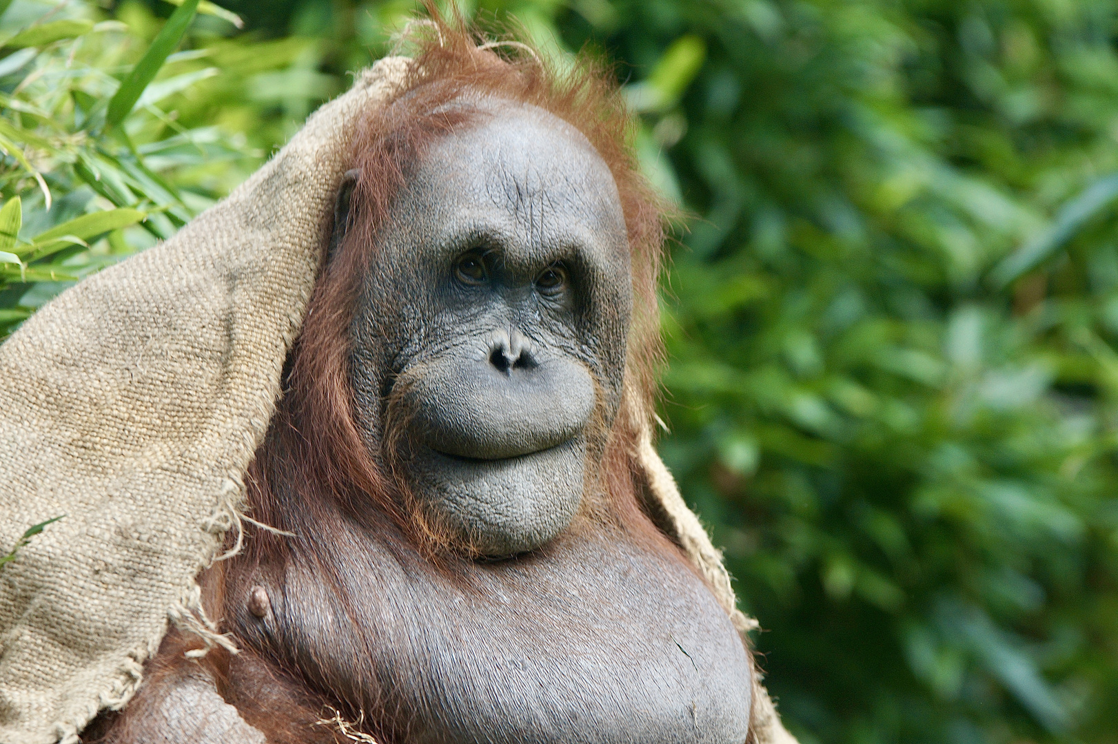 Orang Utan