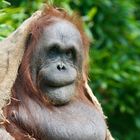 Orang Utan