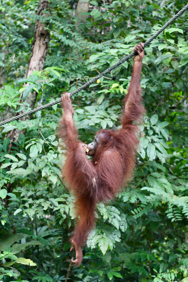 Orang Utan - "abhängen"