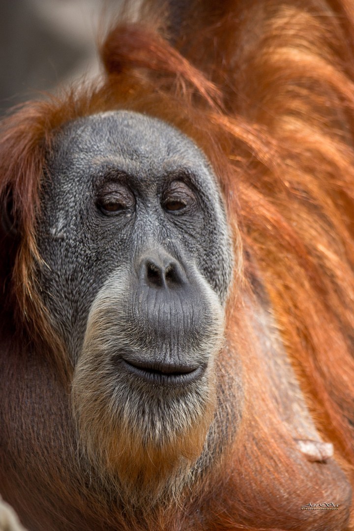  Orang  Utan  Foto  Bild natur tiere Bilder auf fotocommunity