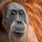 Orang Utan