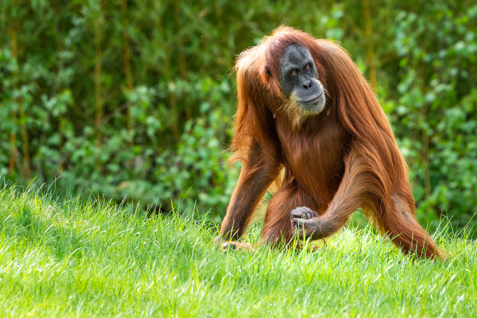  Orang  Utan  Foto  Bild tiere wildlife s ugetiere 