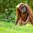 Orang-Utan