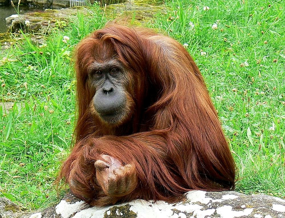 Orang-Utan