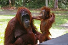 Orang Utan