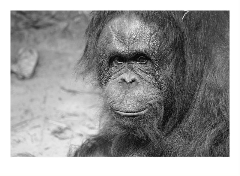 Orang Utan Allwetterzoo Münster