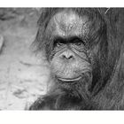 Orang Utan Allwetterzoo Münster