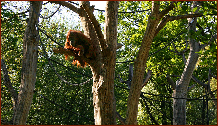 Orang-Utan am pullern