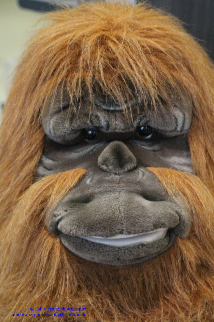 Orang-Utan "Arthur"