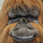 Orang-Utan "Arthur"