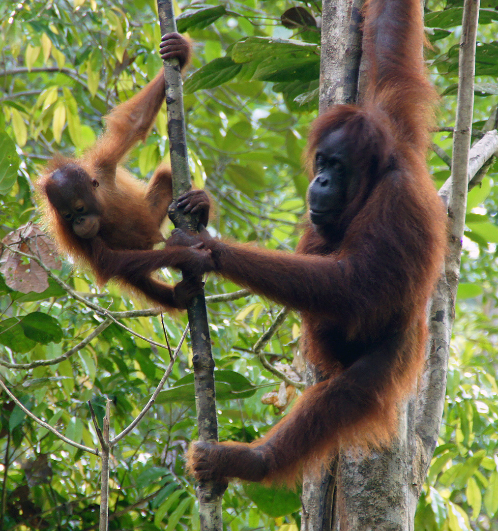 Orang Utan auf Borneo