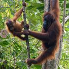 Orang Utan auf Borneo