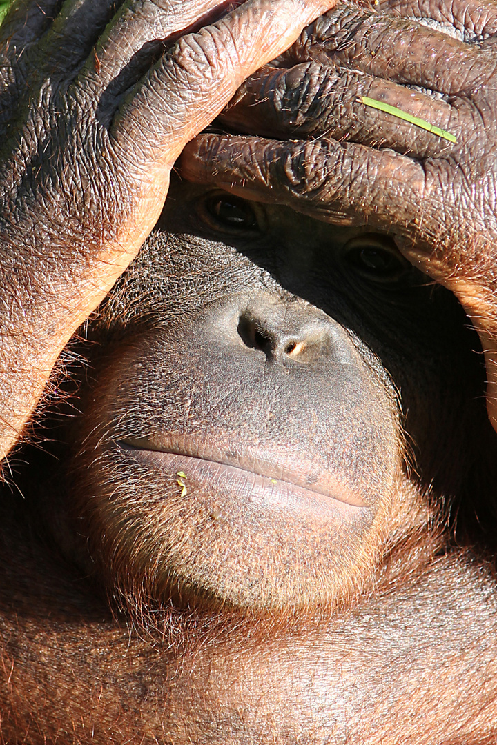 Orang Utan auf Borneo