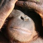 Orang Utan auf Borneo