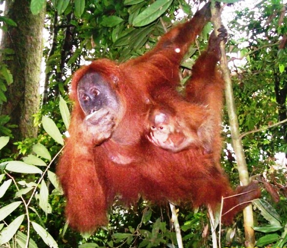 Orang Utan auf Sumatra