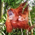 Orang Utan auf Sumatra