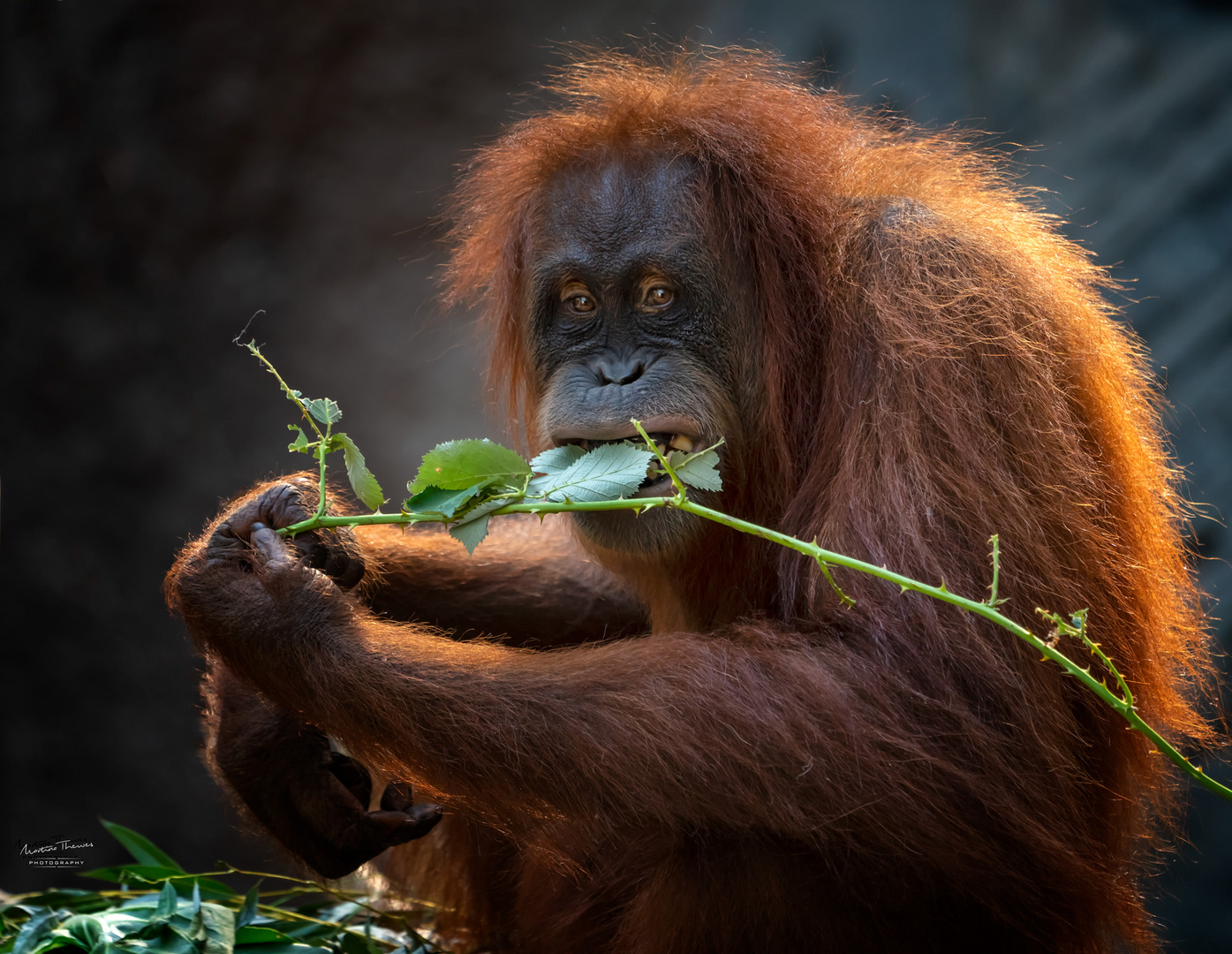 Orang Utan aus dem Tierpark Hagenbeck