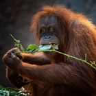 Orang Utan aus dem Tierpark Hagenbeck