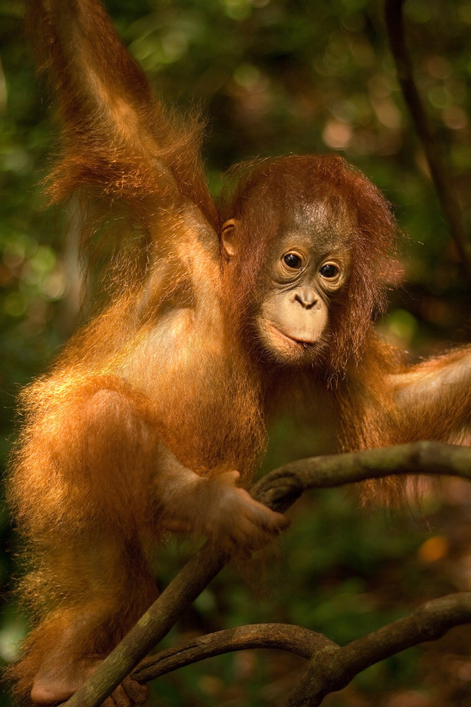 Orang-Utan