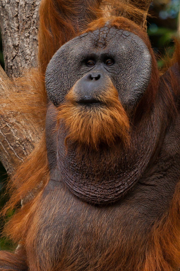  Orang  Utan  Foto  Bild tiere zoo wildpark falknerei 