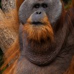 Orang Utan