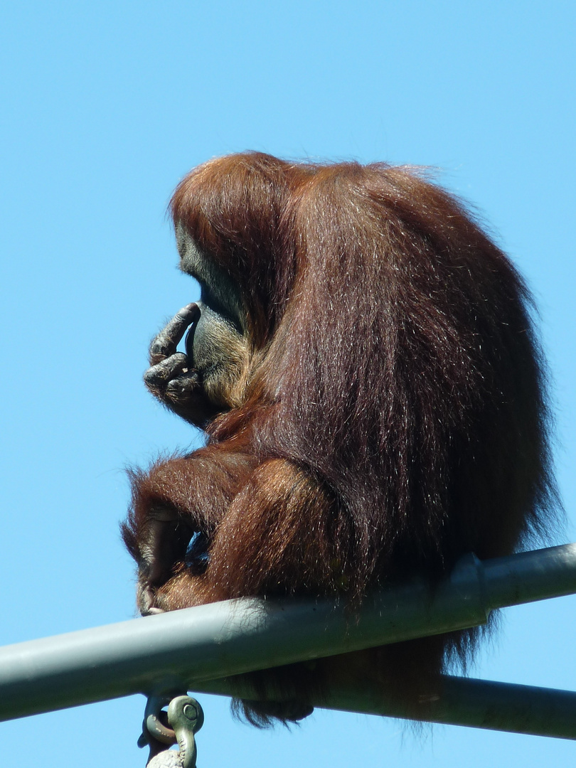 Orang Utan