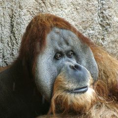 Orang Utan