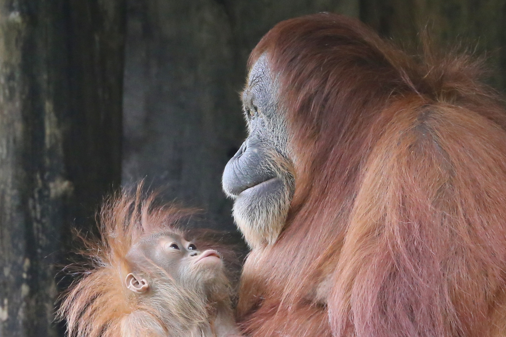 Orang Utan