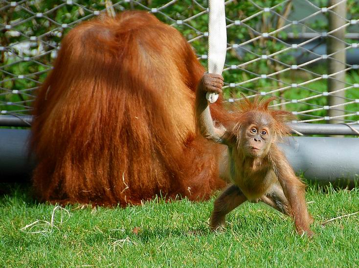 Orang Utan-Baby